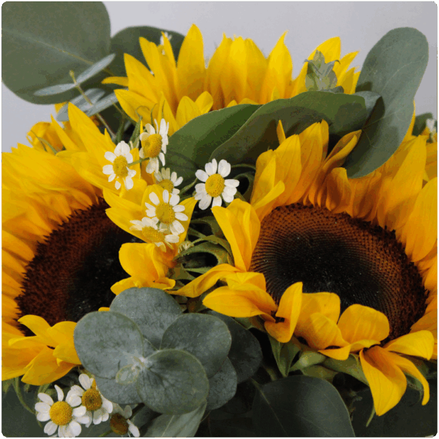 Arreglo de  girasoles + Santa María + follaje con base de cristal - Image 2