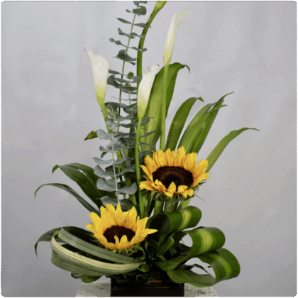 Arreglo de alcatraz y girasol con base de madera