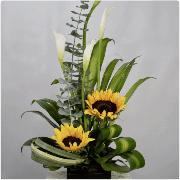 Arreglo de alcatraz y girasol con base de madera