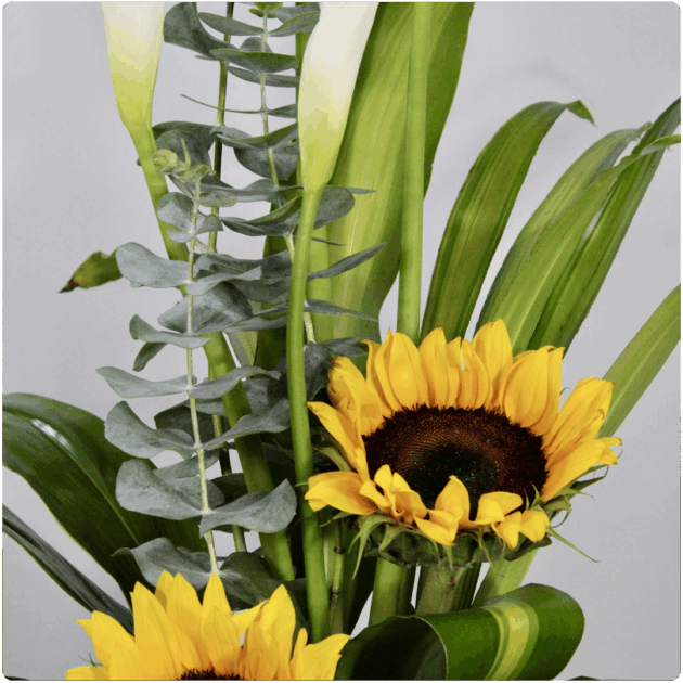 Arreglo de alcatraz y girasol con base de madera - Image 2