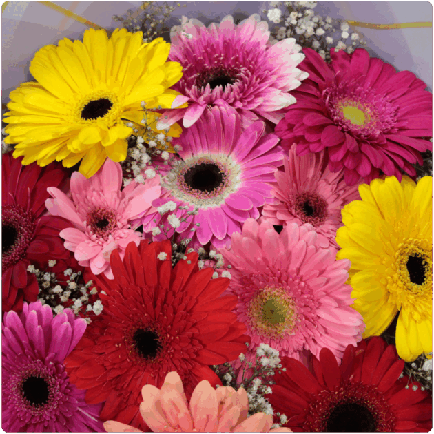 Bouquet de gerberas colores mixtas - Image 2