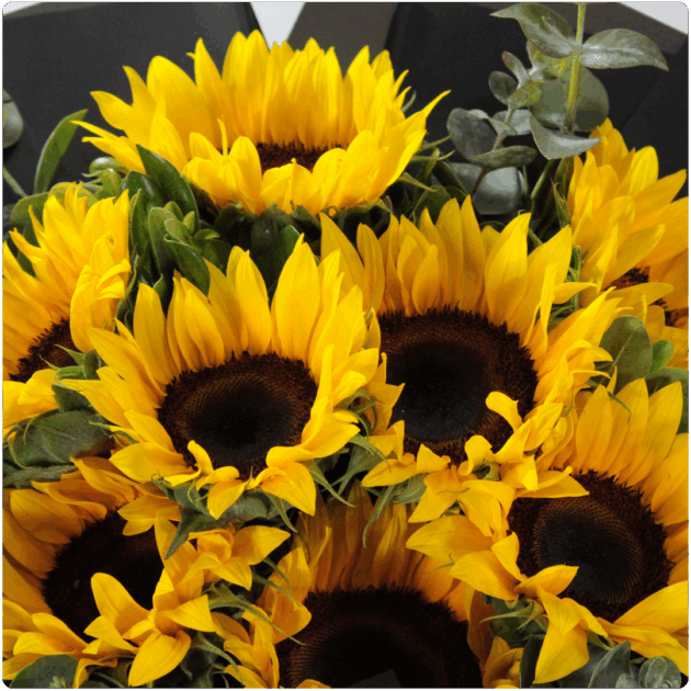 Bouquet de girasoles - Image 2