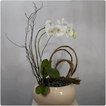 Planta de orqui_dea decorada con base de cer?mica  E