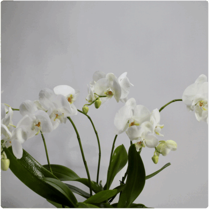 Plantas de orqui_deas decorada